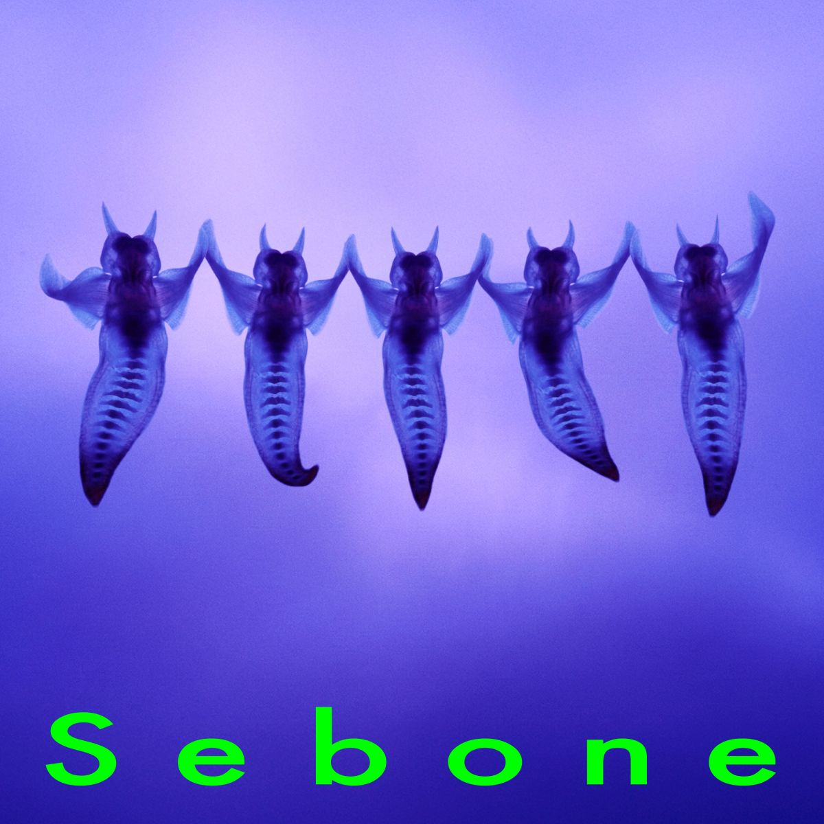Sebone - 脊髄盤 -