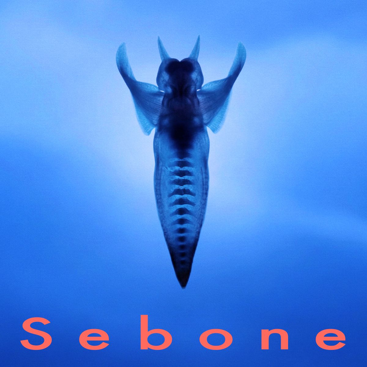 Sebone - 脊椎盤 -